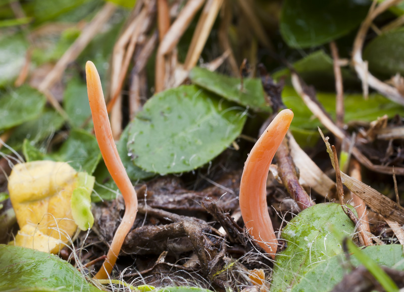 Clavaria rosea var. subglobosa